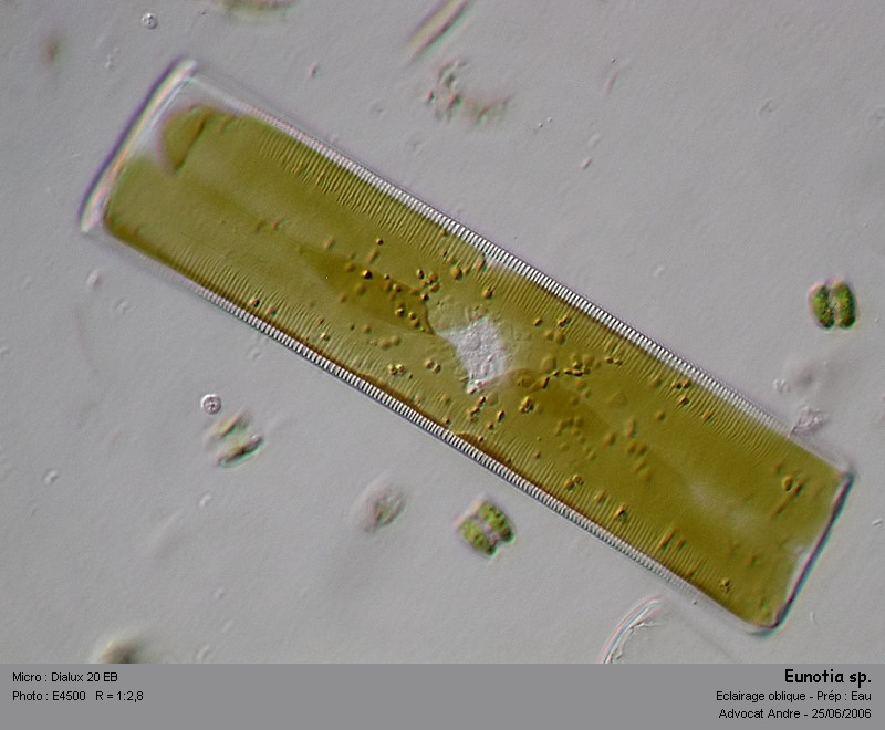 Eunotia sp. #2931
