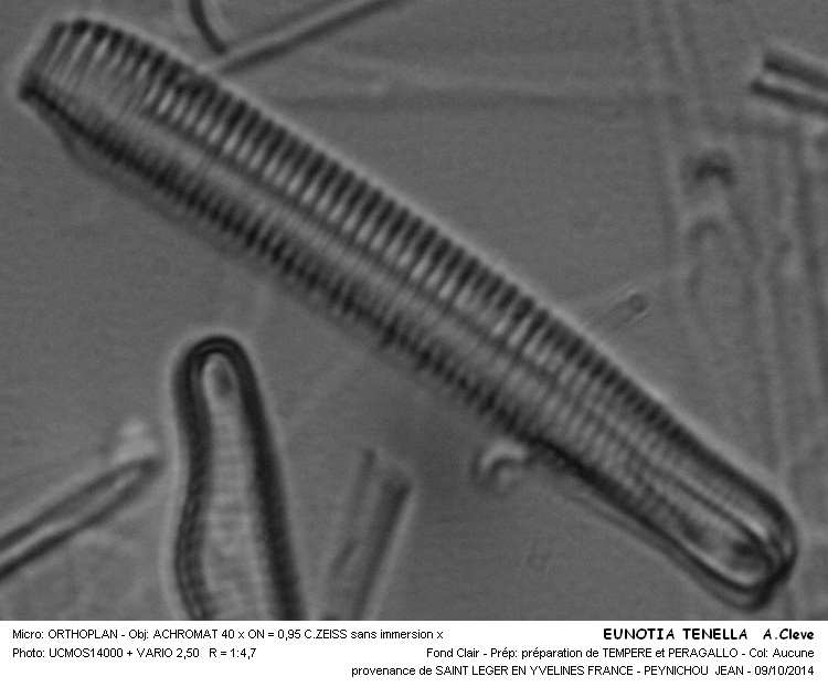 EUNOTIA TENELLA A. Cleve #39270