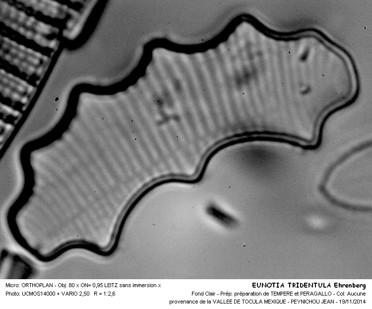 EUNOTIA TRIDENTULA Ehrenberg #39771
