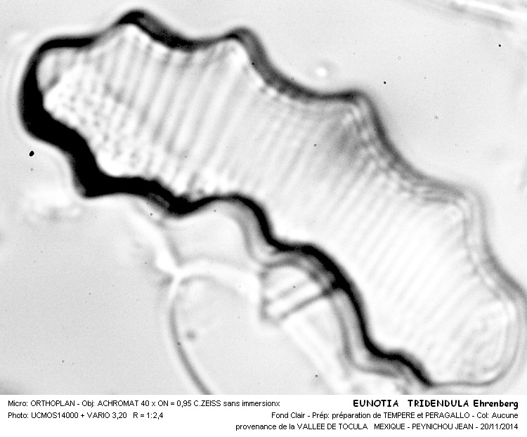EUNOTIA TRIDENTULA Ehrenberg #39790