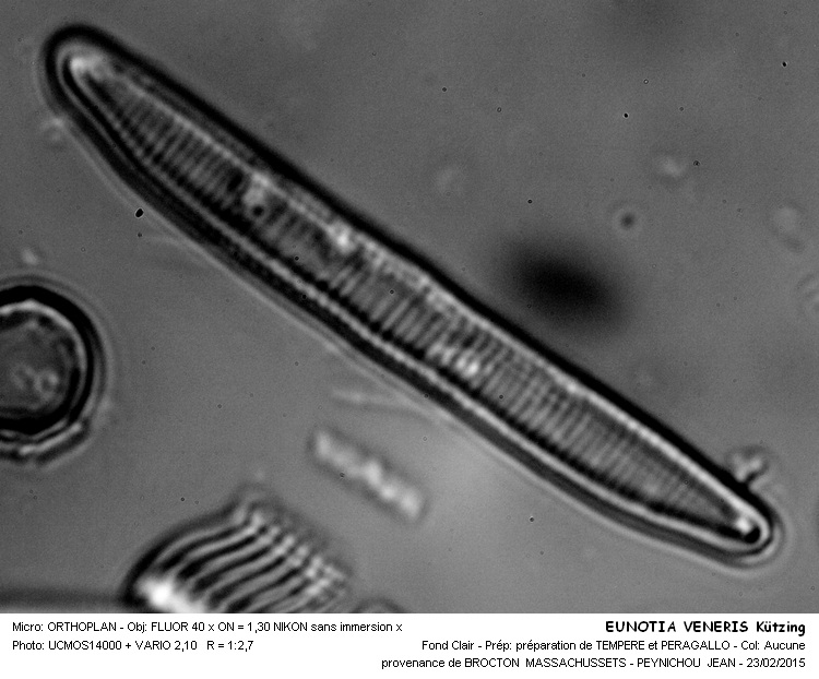 EUNOTIA VENERIS Kützig #40711