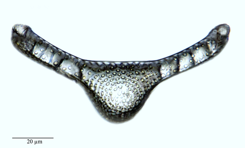 Eunotogramma weissei var. producta #64620