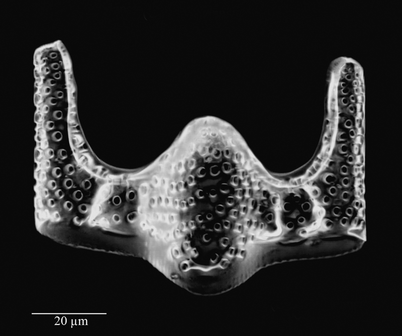 Eunotogramma weissei #64668