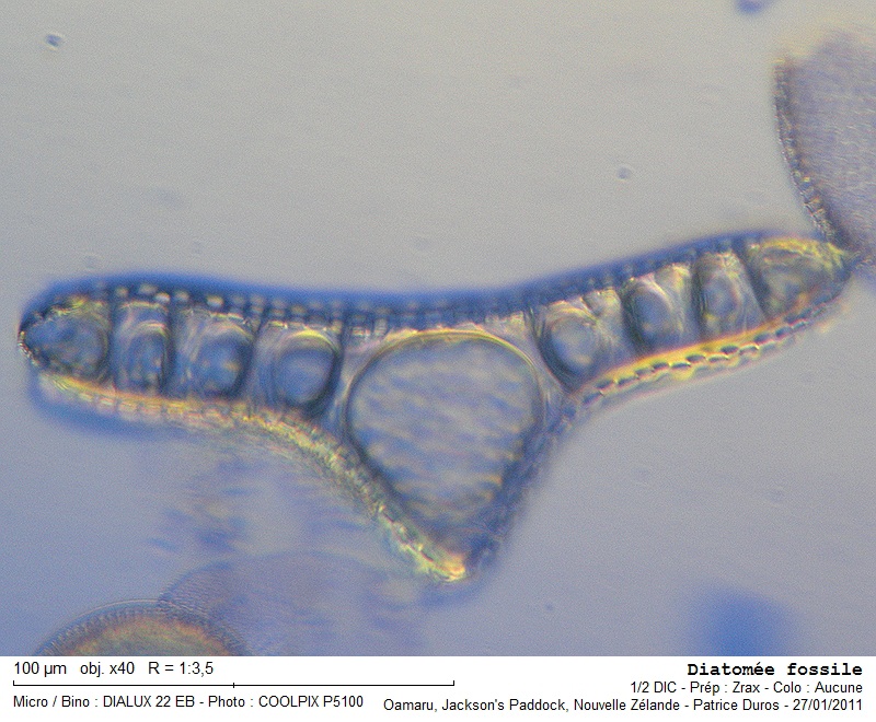 Eunotogramma weissei Ehrenberg #20335