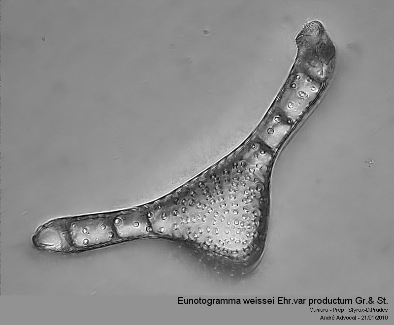 Eunotogramma weissei Ehr.var producta Grove & Sturt #14248