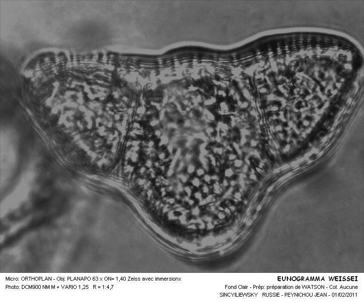 Eunotogramma weissei Ehrenberg #20452