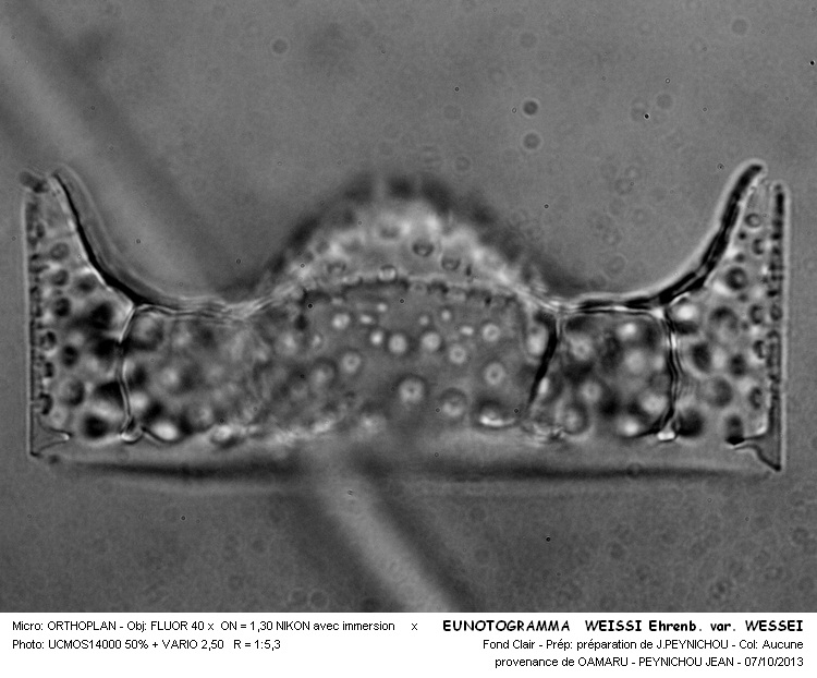 EUNOTOGRAMMA WEISSI Ehrenb. var. WEISSI #34183