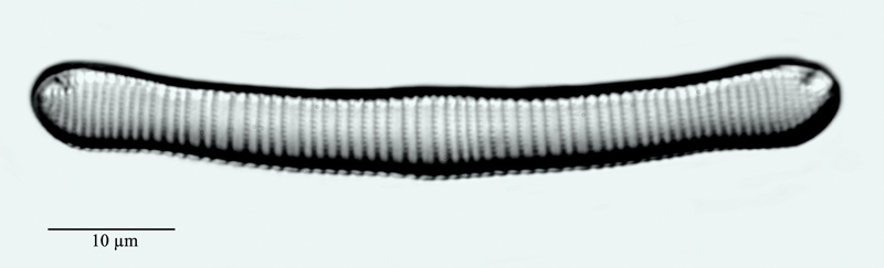 Euntia formica #47774