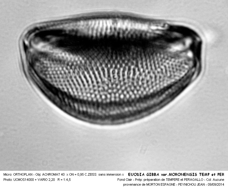 EUODIA GIBBA var.MORONENSIS TEMP et PER #38840