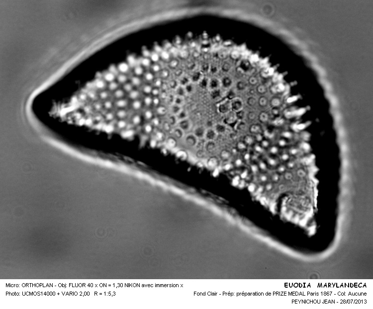 EUODIA MARYLANDICA #32923