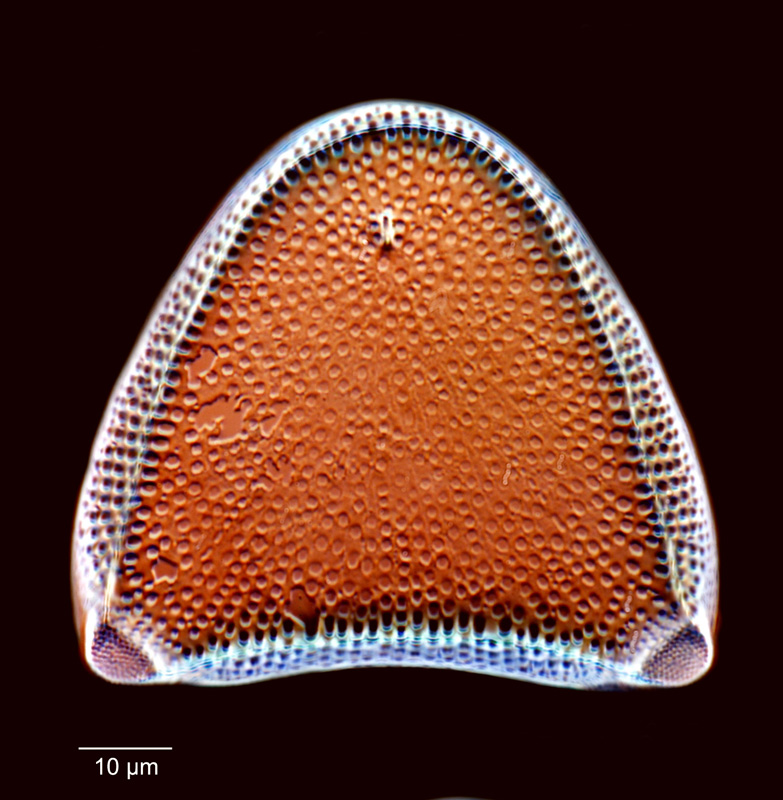 Euodiella bicornigera #80493