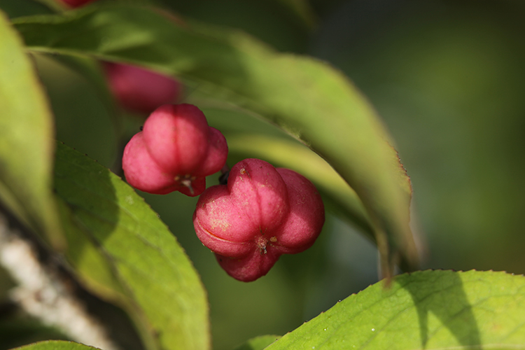 EUONYMUS EUROPAEUS #34096