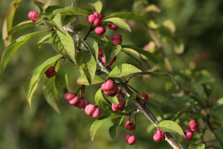 EUONYMUS EUROPAEUS #34095