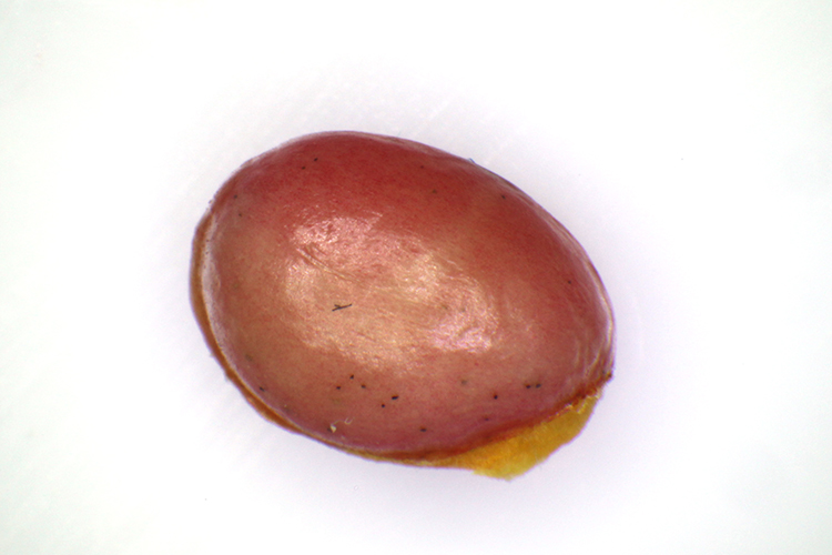 EUONYMUS EUROPAEUS #34094