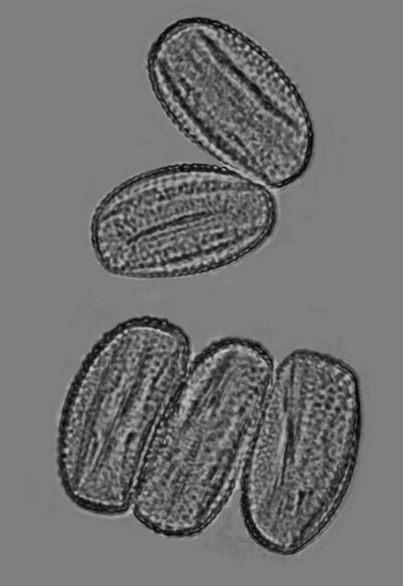 Euonymus europaeus - Fusain d Europe #70393