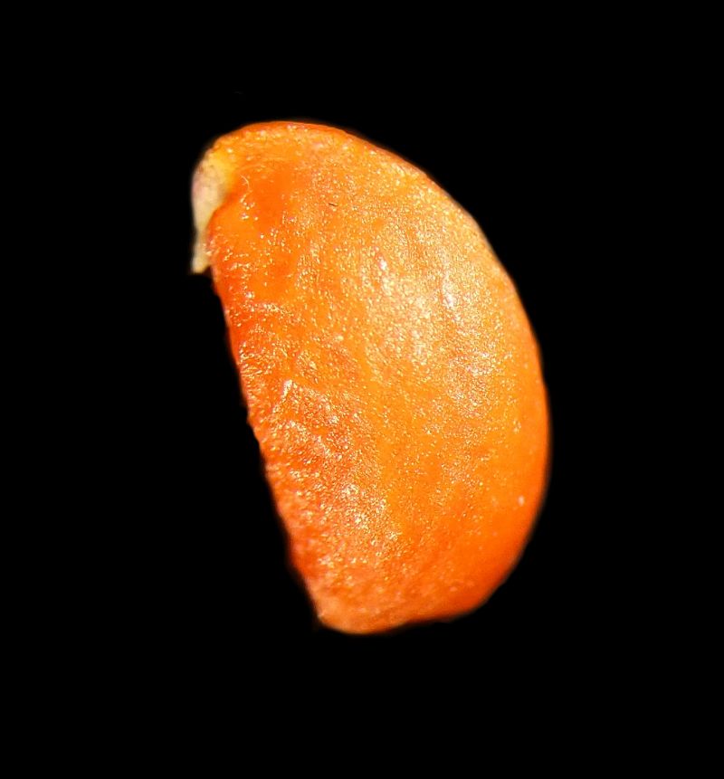 Euonymus europaeus- Fusain d Europe #70402