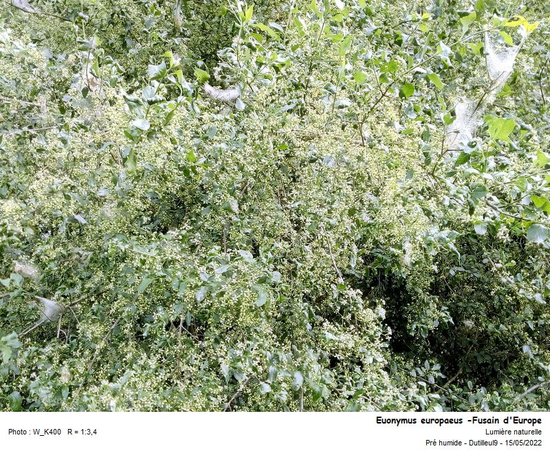 Euonymus europaeus - Fusain d Europe #70394