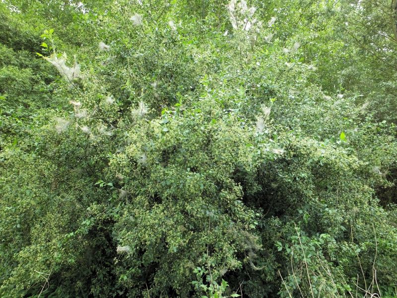 Euonymus europaeus-Fusain d Europe #70414