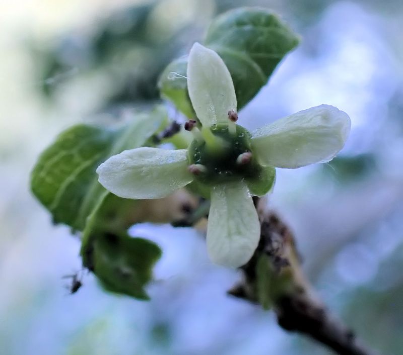 Euonymus europaeus-Fusain d Europe #70413