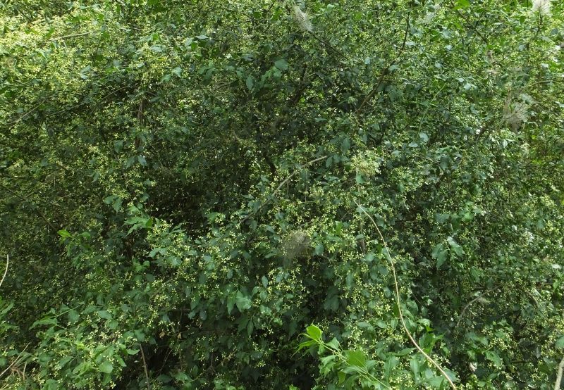 Euonymus europaeus-Fusain d Europe #70411