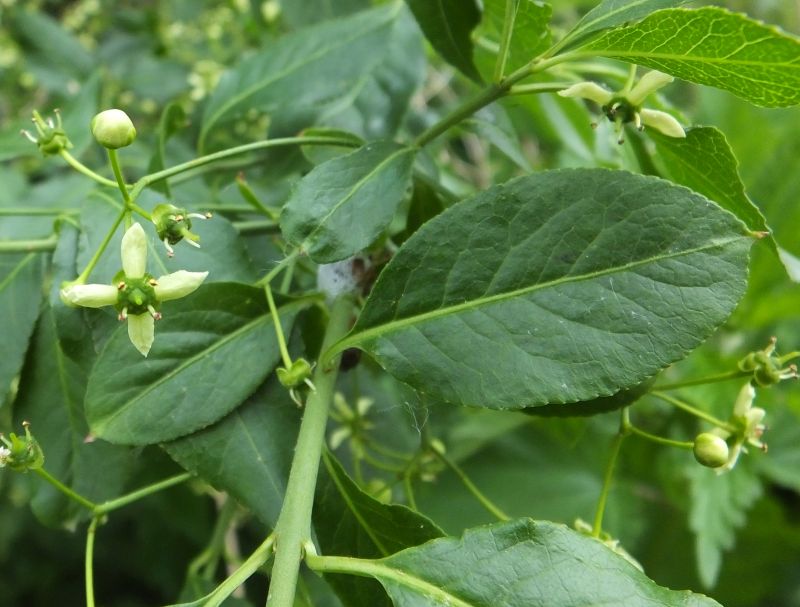 Euonymus europaeus-Fusain d Europe #70412
