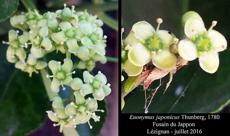 Euonymus japonicus Thunberg, 1780 #46085