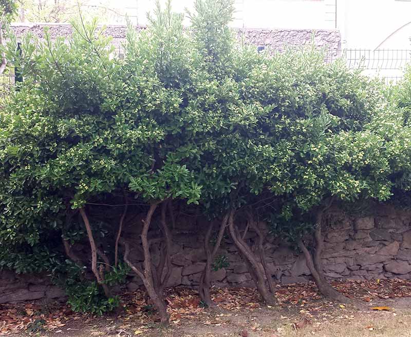 Euonymus japonicus Thunberg, 1780 #46082