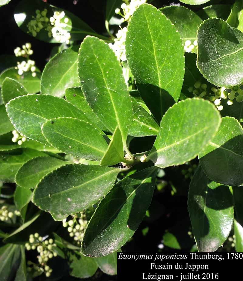 Euonymus japonicus Thunberg, 1780 #46084