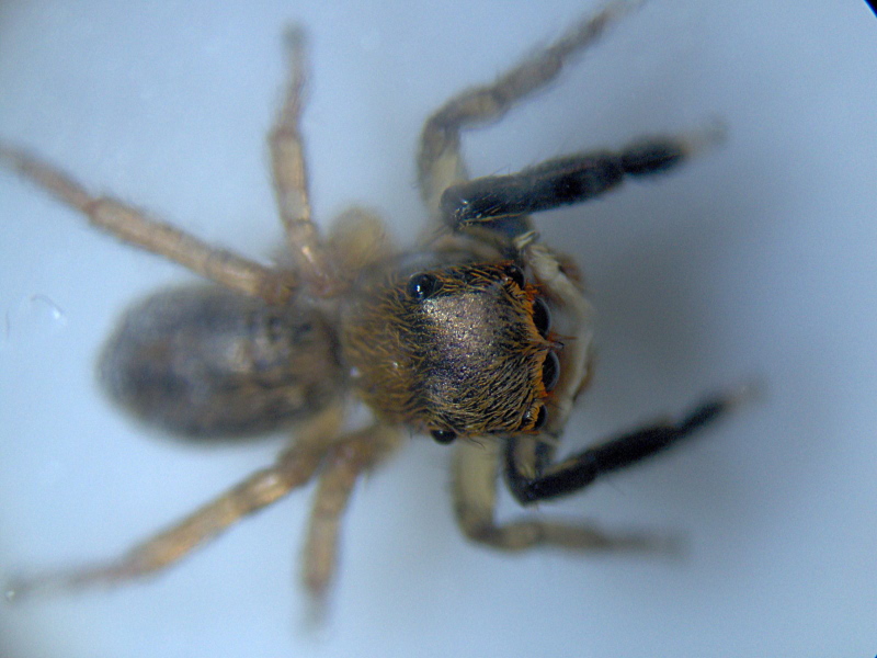 Euophrys frontalis - Salticidae #10693