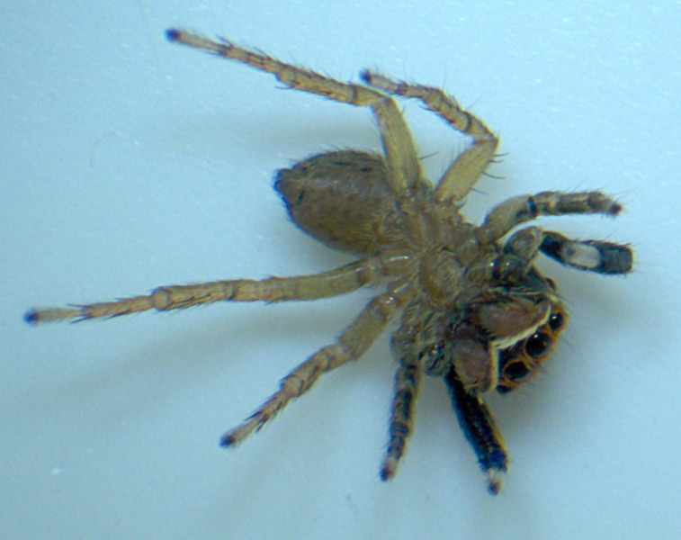 Euophrys frontalis - Salticidae #10692