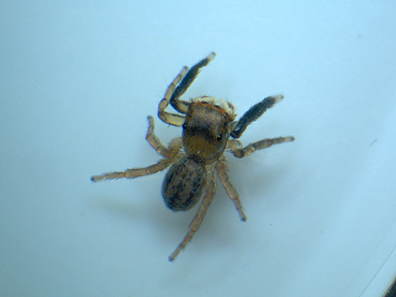 Euophrys frontalis - Salticidae #10691