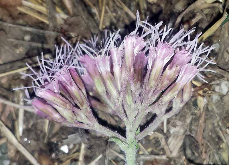 Eupatorium cannabinum #52443