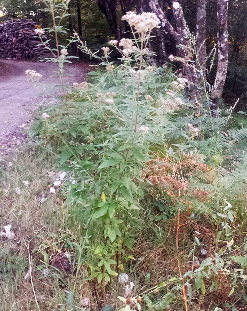 Eupatorium cannabinum #52440