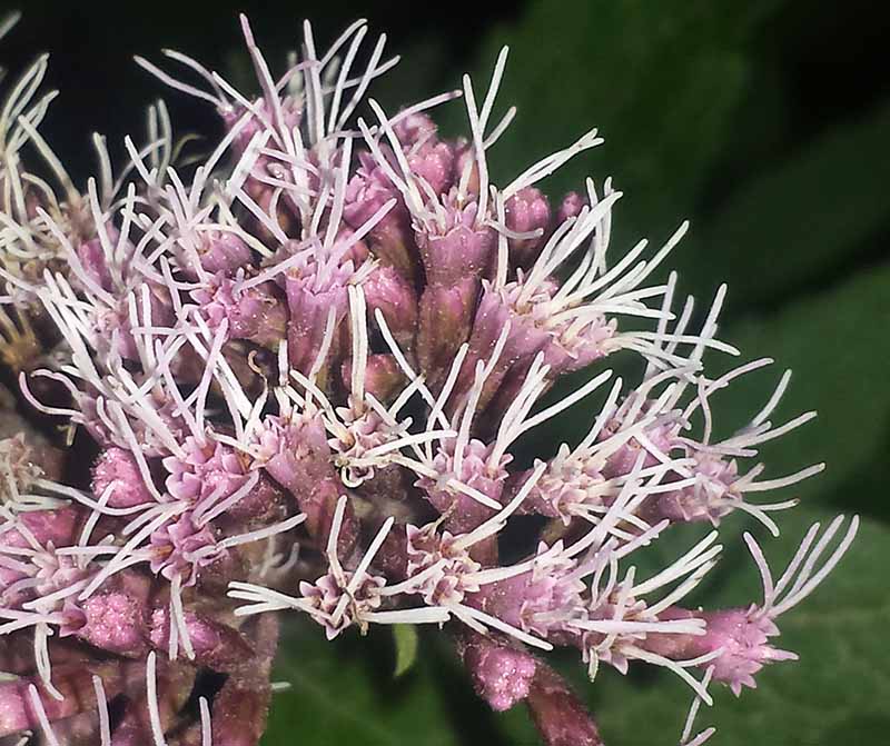Eupatorium cannabinum #52444
