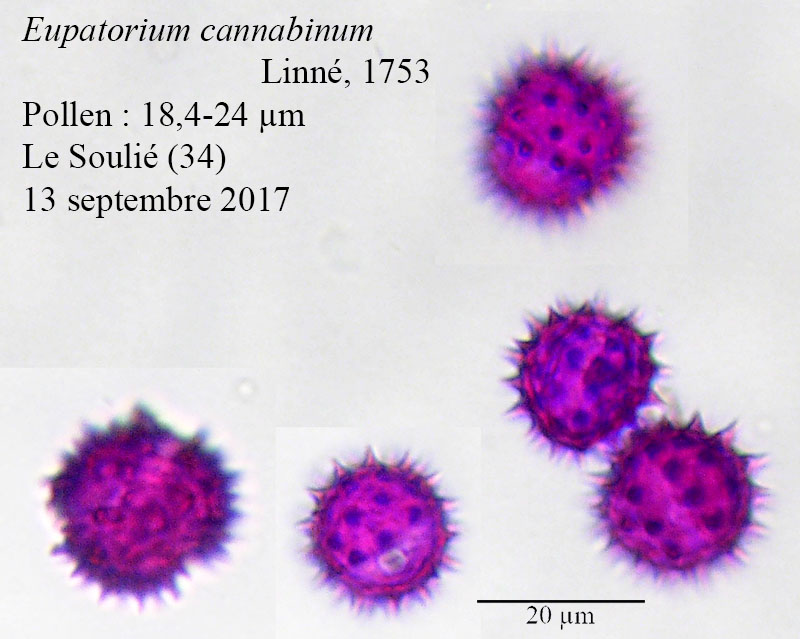 Eupatorium cannabinum #52446
