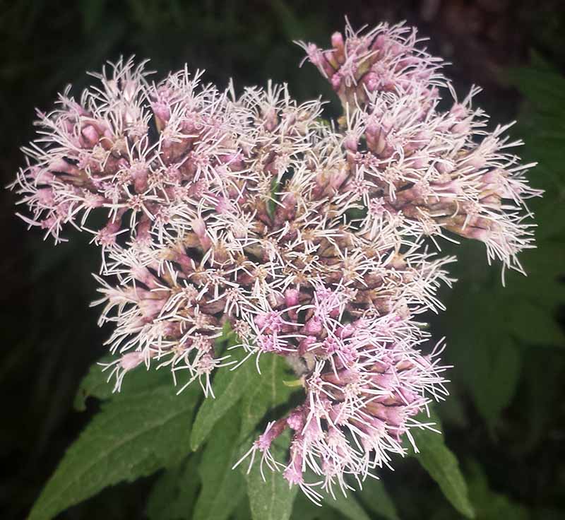 Eupatorium cannabinum #52442
