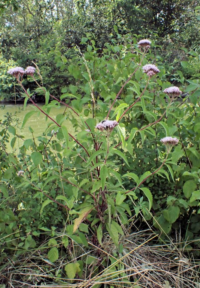 Eupatorium cannabinum #72352