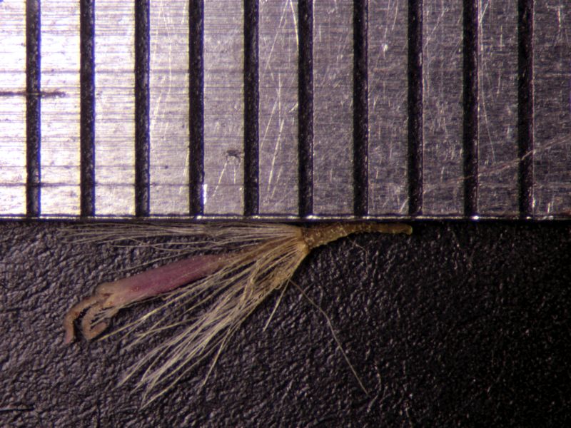 Eupatorium cannabinum #72358