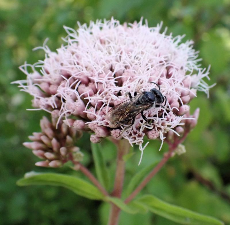 Eupatorium cannabinum #72348