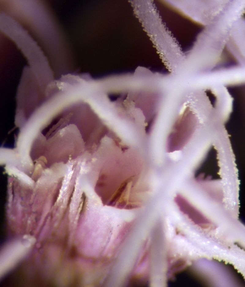 Eupatorium cannabinum #72350