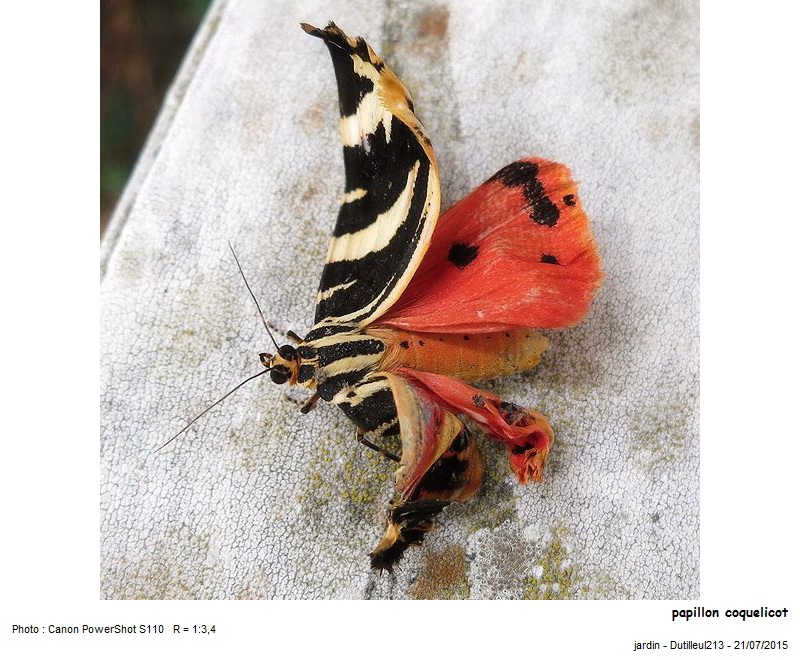 Euphagia quadripunctaria #41800