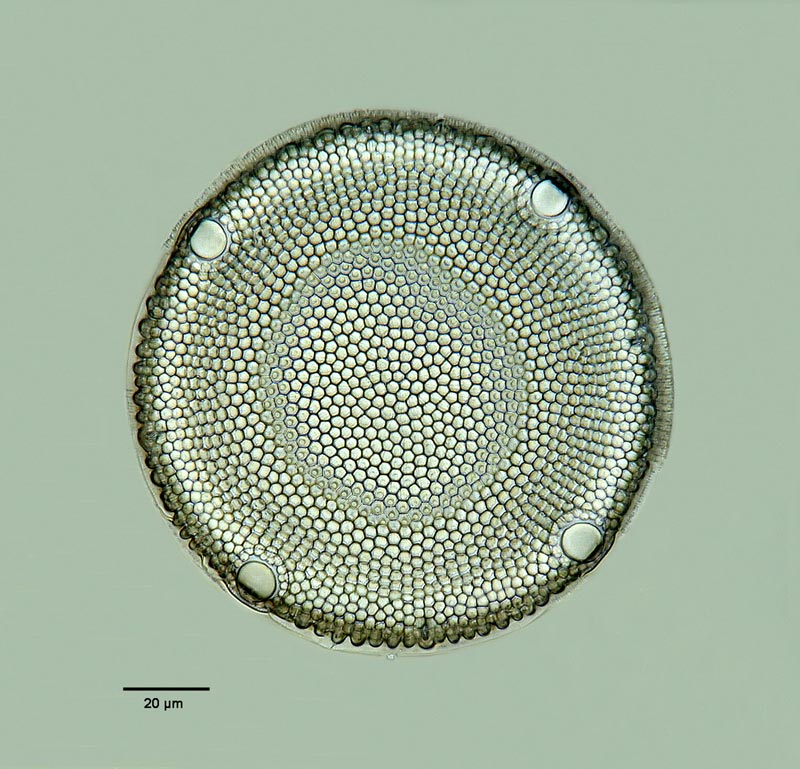 Euphodiscus paracaensis #12972
