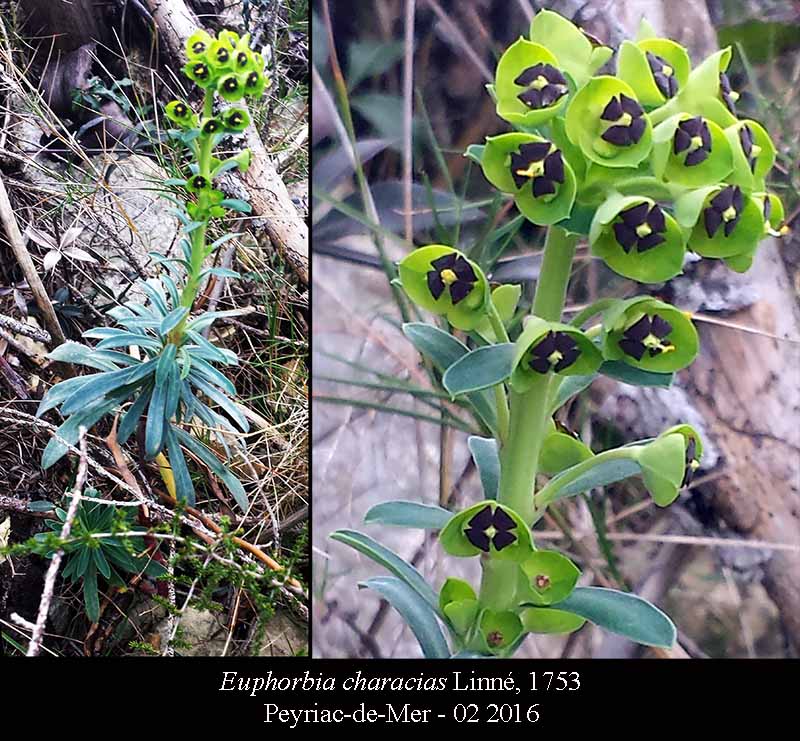 Euphorbia characias #44047