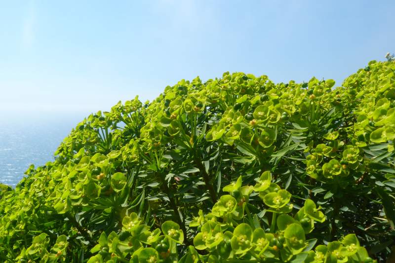 Euphorbia dendroides L., 1753 #30661