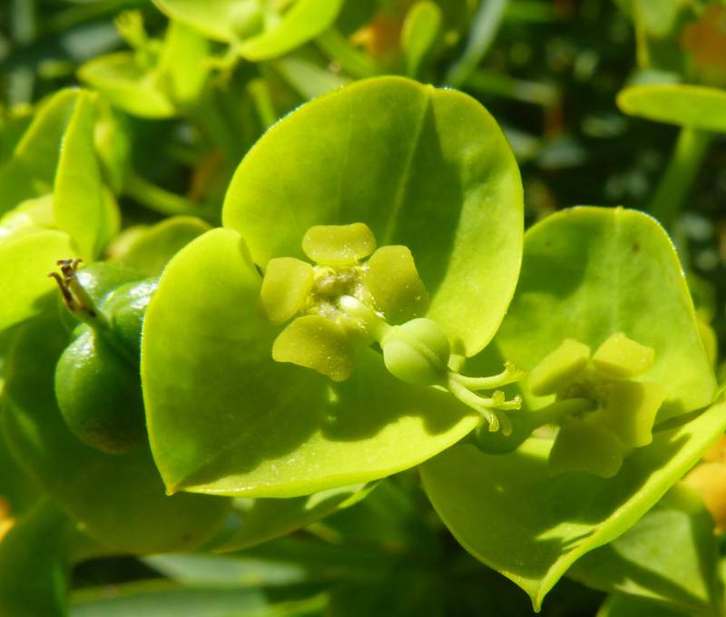 Euphorbia dendroides L., 1753 #30662