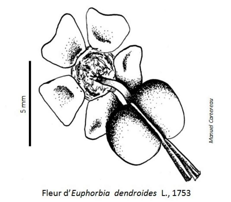 Euphorbia dendroides L., 1753 #30664