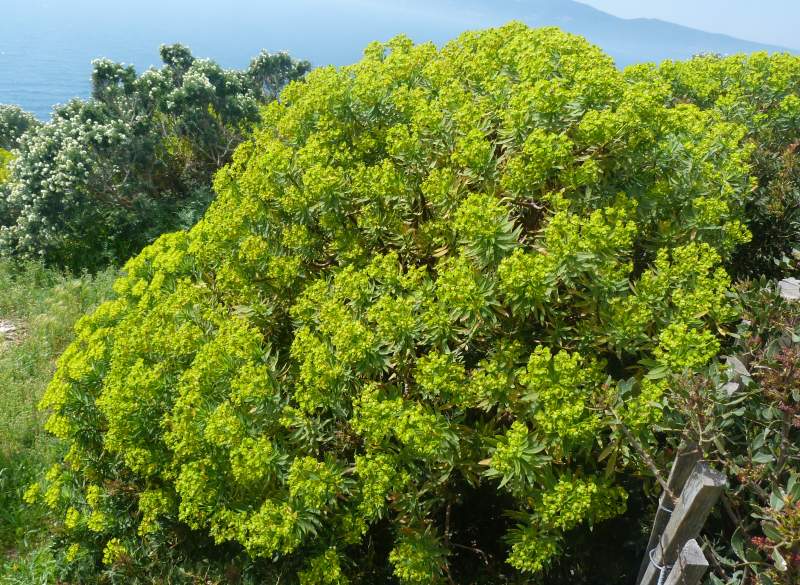 Euphorbia dendroides L., 1753 #30659
