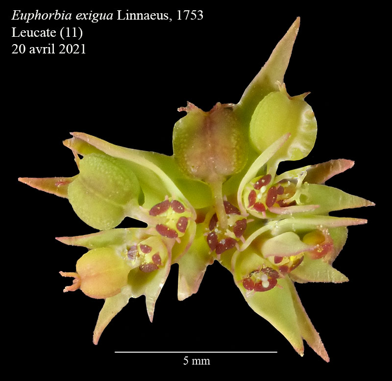 Euphorbia exigua #66428