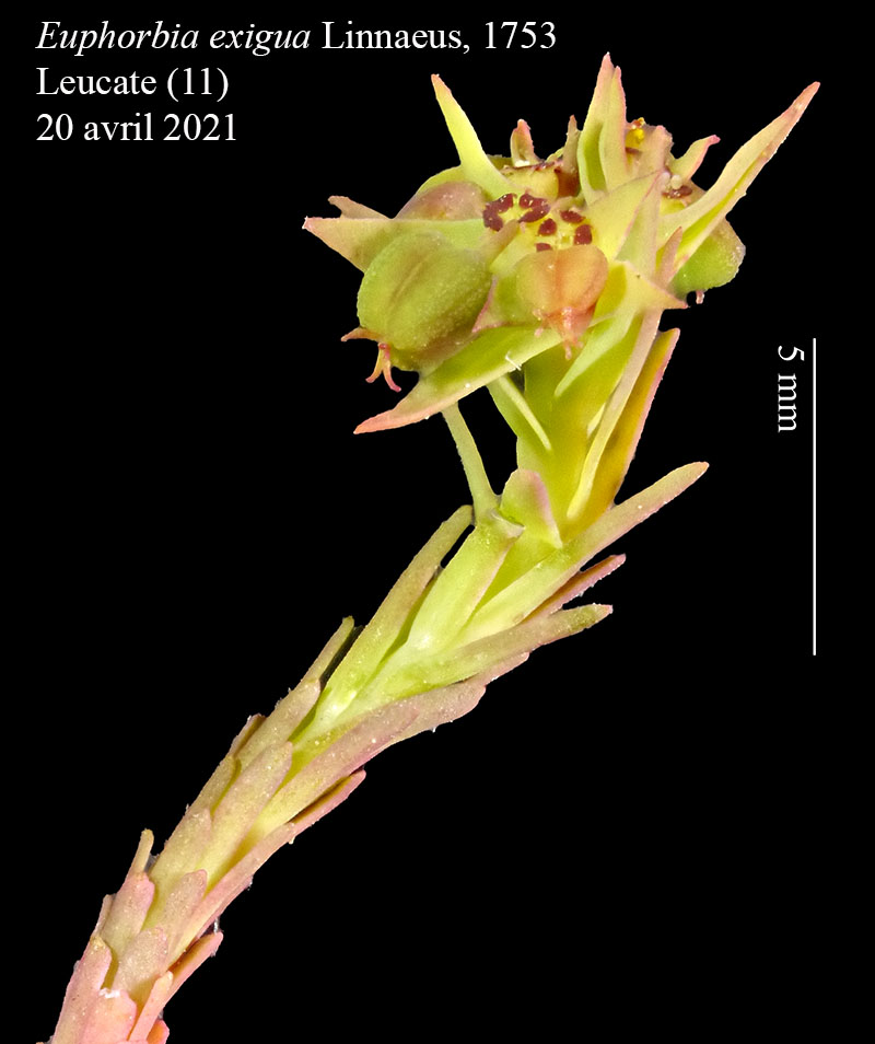 Euphorbia exigua #66424