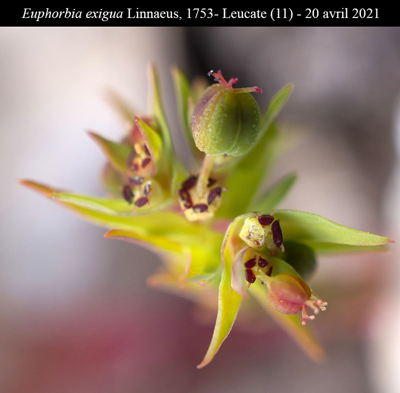 Euphorbia exigua #66426